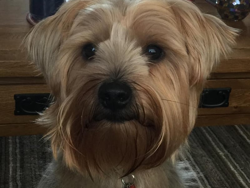 Handsome Alf
