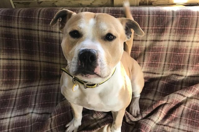 Teddy is a 3-year-old Staffy. He is an energetic, bouncy boy who loves being in the company of people. He is looking for an experienced home with owners who have owned Staffys in the past and who know lots about the breed and their personalities.
