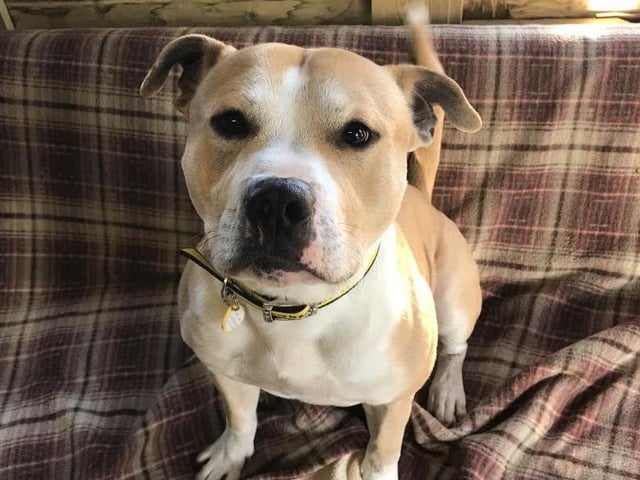 Teddy is a 3-year-old Staffy. He is an energetic, bouncy boy who loves being in the company of people. He is looking for an experienced home with owners who have owned Staffys in the past and who know lots about the breed and their personalities.
