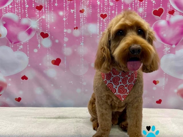 Preened pooches can pucker up for a sweet photoshoot