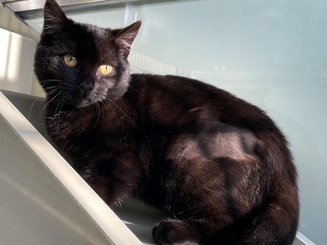 Heather was born to an outside mum, and staff are unsure how much human interaction she’d had before coming into their care. Due to this, she can be a little unsure when first meeting people, but she is cheeky, curious and loving.