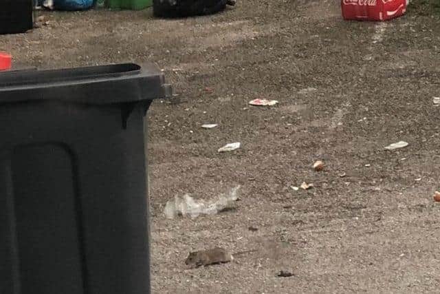 A giant rat scurries about behind flats on High Street, Sutton in Ashfield town centre