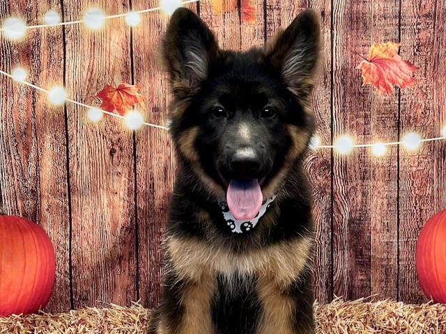 Trick or treat yourself to a cute snapshot of your dog
