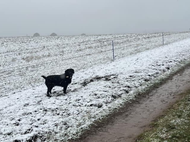 Teddy on a winter walk.