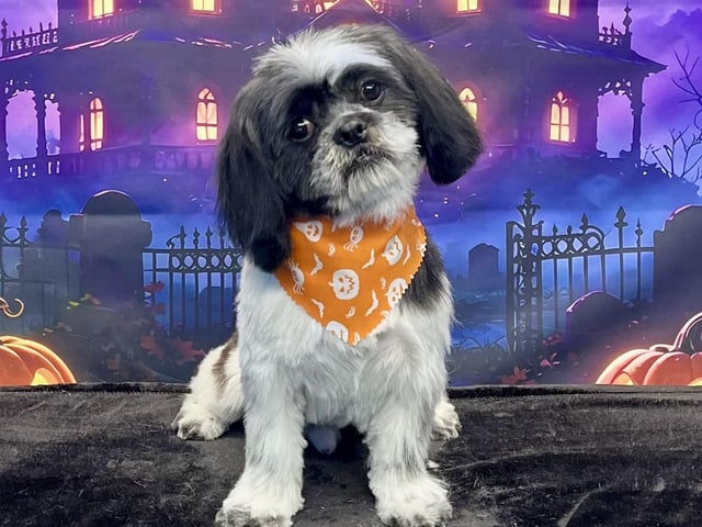 This adorable little pooch certainly knows how to strike a pose