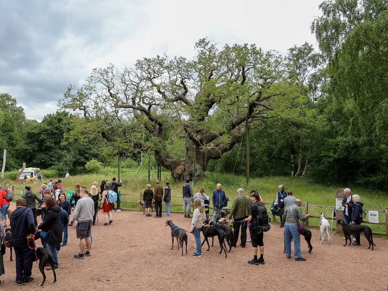The Major Oak, situated in the heart of Sherwood Forest, is one of the most famous landmarks in the area and is recognised worldwide. It is the largest oak tree in Britain and is believed to be between 800 and 1,000 years old. According to local folklore, it was Robin Hood's shelter where he and his merry men slept.