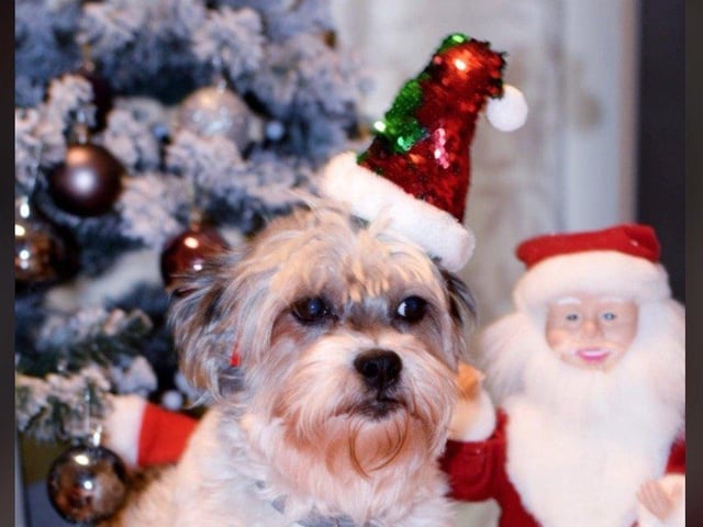 In the run up to Christmas 2020, our readers have shared their pets adorable festive costumes.