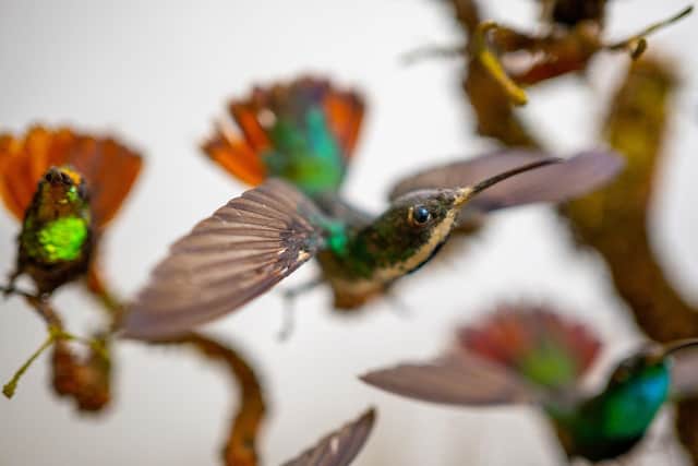 One of the exhibits in the museum's World of Birds exhibition