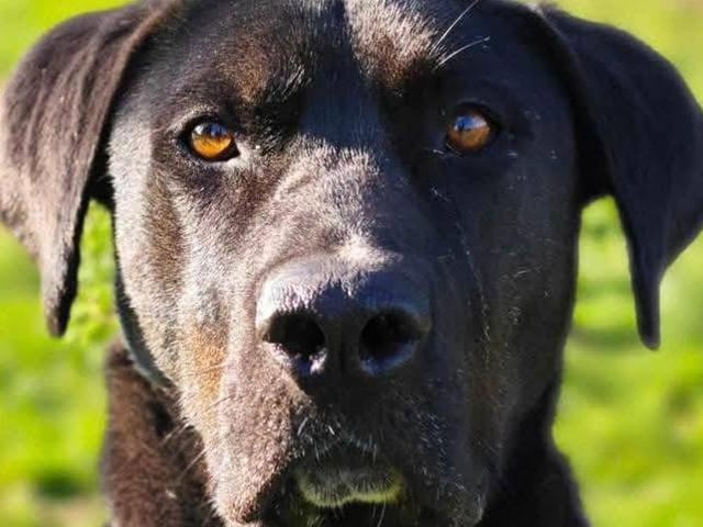 Big Fred is a seven-year-old Labrador mix. He is an amazing dog with a fantastic personality and an endearing sense of humour. All he needs is the chance to leave the kennels for a loving home. He has an abundance of love to give and is a favourite among the staff at the shelter. He will be missed deeply when he finally finds his forever home. He truly is a healthy and happy boy. He has the potential to be a strong dog and may be a bit clumsy, so it’s best he isn’t placed in a home with young children or cats.