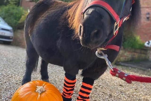 Buttons who will be trotting off to get treats this Halloween