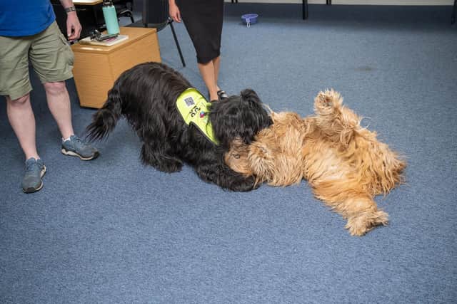 Ruby and Bertie enjoying their POOCHES visit to David Wilson Homes in Leicestershire