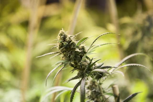 Almost 200 cannabis plants were seized in the raid