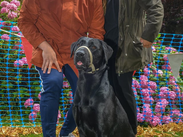 Teversal Village Summer Fete,  Dan Wilson and Misha Jones with 18 month old Buddy in the fun dog show in 2019