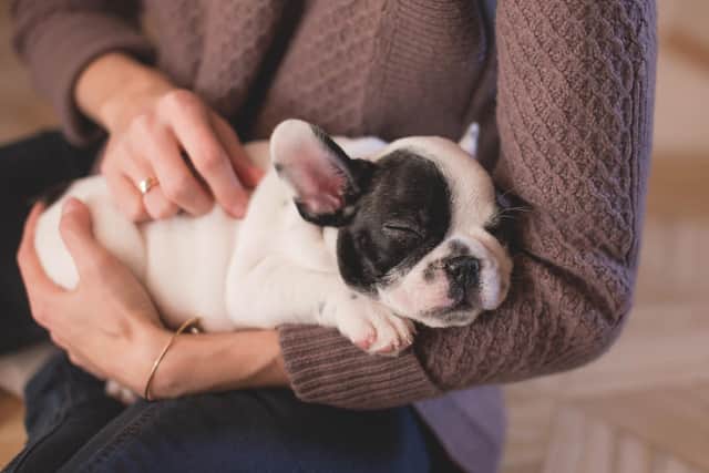 Mansfield vets are now advising first-time pet owners on how to best ‘pet proof’ their Christmas this year.
