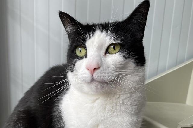 Misha is an independent cat who enjoys a fuss on her terms. She would suit an experienced cat owner who is looking for a cat with character. Misha would prefer to be the only pet in her new home.