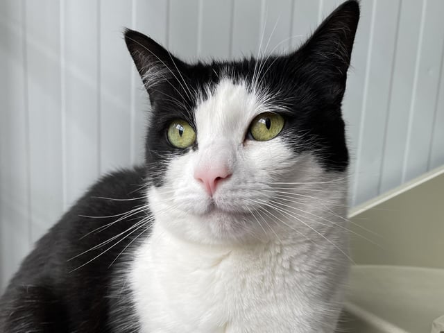 Misha is an independent cat who enjoys a fuss on her terms. She would suit an experienced cat owner who is looking for a cat with character. Misha would prefer to be the only pet in her new home.