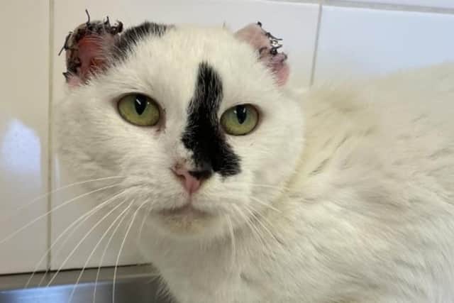 Dora was taken to Cats Protection in Mansfield.