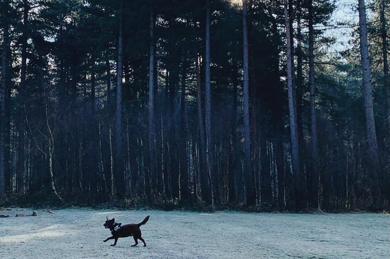 Keeping it local with this one. Sherwood Pines is a great place for dog walks, with various routes to choose from. It is on the doorstep and great to visit all year round. Along with dog activities, the site runs various events throughout the year. Located at Edwinstowe, Mansfield NG21 9JL