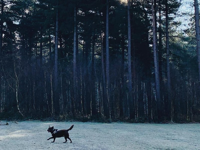 Keeping it local with this one. Sherwood Pines is a great place for dog walks, with various routes to choose from. It is on the doorstep and great to visit all year round. Along with dog activities, the site runs various events throughout the year. Located at Edwinstowe, Mansfield NG21 9JL