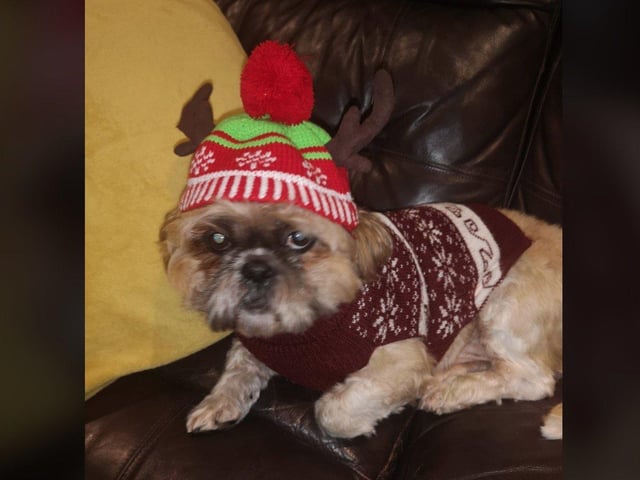 In the run up to Christmas 2020, our readers have shared their pets adorable festive costumes.Here's Bruno in his!