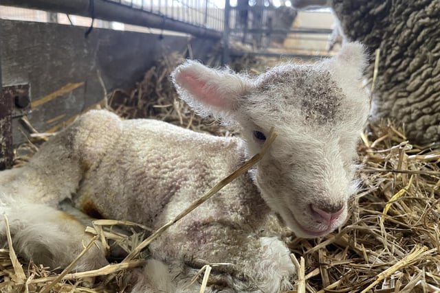 Visitors can see the newborn lambs over the festive period.