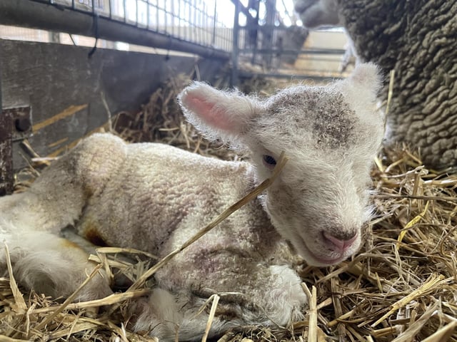 Visitors can see the newborn lambs over the festive period.