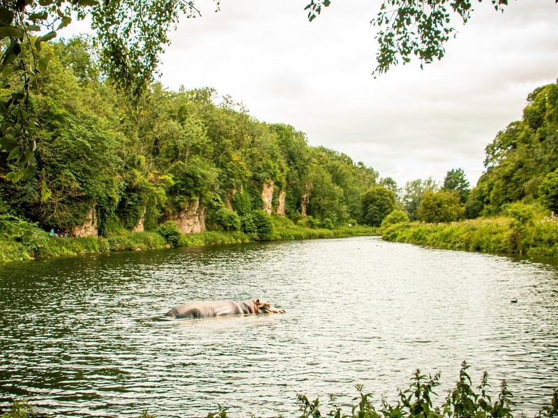 Some followers were surprised to learn about the rewilding strategy at Creswell Crags, which includes the introduction of a hippopotamus to the site. Curator Dr. Angharad Jones said: "This is quite possibly the greatest rewilding triumph we have seen to date, with a species that hasn’t been present in Nottinghamshire and Derbyshire for thousands of years. Henrietta will have plenty of space to roam freely within the gorge, and we look forward to seeing her during our patrols."