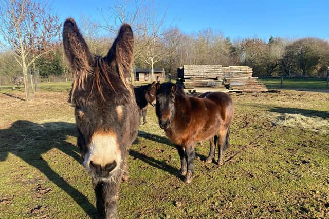Tiny Buttons (right) stands next to George the donkey