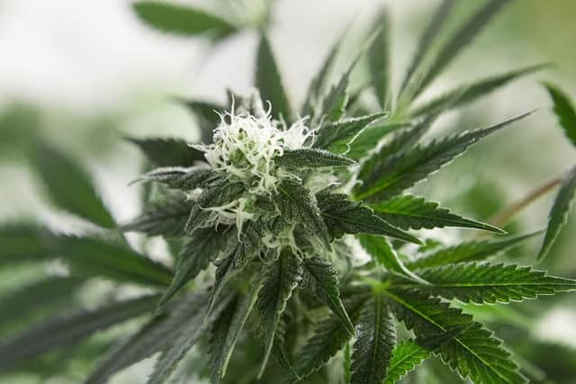 Police seized several cannabis plants found at the man's home. Photo: Nottinghamshire Police
