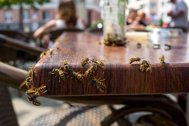 Watch out for wasps in Mansfield and Ashfield as temperatures rise