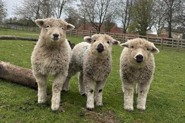 April Spring Lambs Spring lambs enjoying the sun at White Post Farm