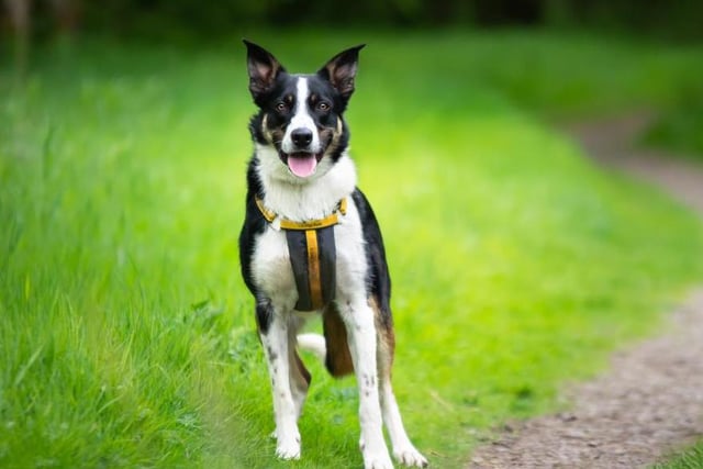 Finn is a four year old Border Collie. He enjoys going for walks in quiet areas and playing with his favourite ball. He is a very affectionate boy with people he knows but is wary of strangers and other dogs.