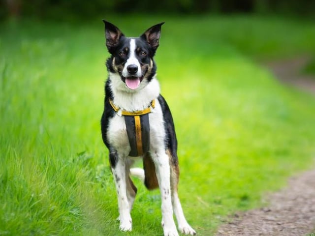 Finn is a four year old Border Collie. He enjoys going for walks in quiet areas and playing with his favourite ball. He is a very affectionate boy with people he knows but is wary of strangers and other dogs.