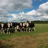 Grass-fed British beef cattle