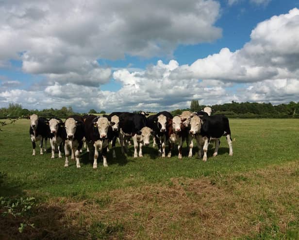 Grass-fed British beef cattle