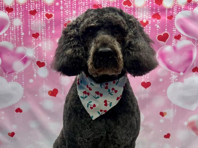 Preened pooches can pucker up for a Valentine's photoshoot.