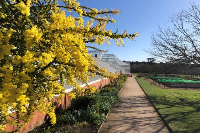 Join in with the National Trust's #BlossomWatch campaign