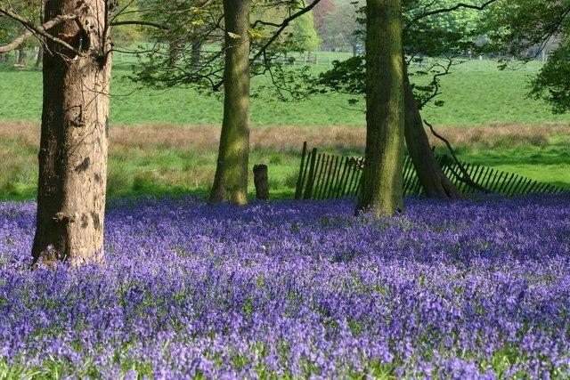 Muddy Stilettos said: "The bluebells at Wollaton just get better and better each year and now they’re proper carpets. Spring time walks all around Wollaton deer park are lovely, but the best spot for bluebells? Head to the patch between the lake and the A52 boundary wall."