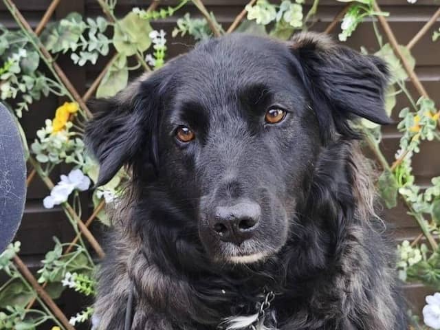 Raven has been reunited with her owner, thanks to the collective efforts from across the county.