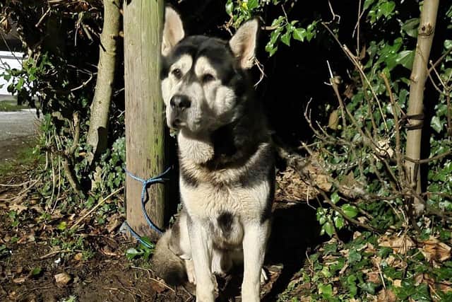 Radcliffe on Trent Nottinghamshire RSPCA centre have taken in a husky found ties to a tree at Beeston