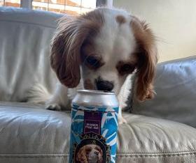 Julie Rowley sent in this photo of her King Charles cavalier celebrating the coronation with a beer.