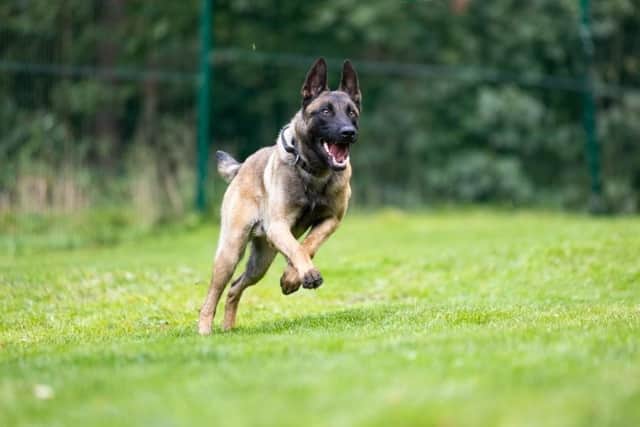 PD Santo