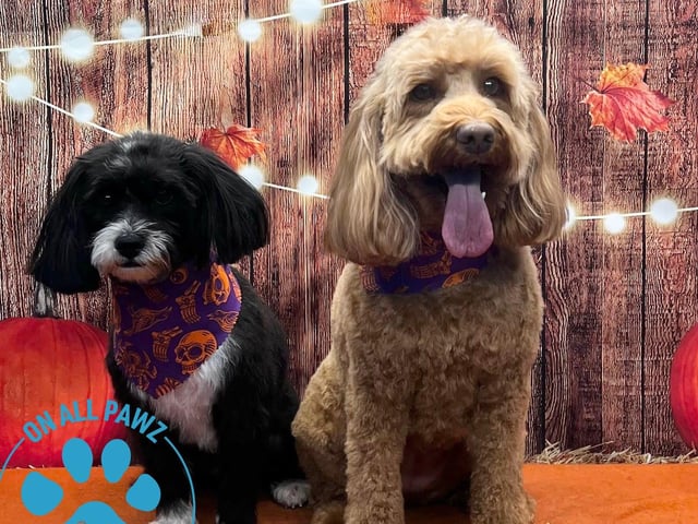 Visit onallpawz.com for more details