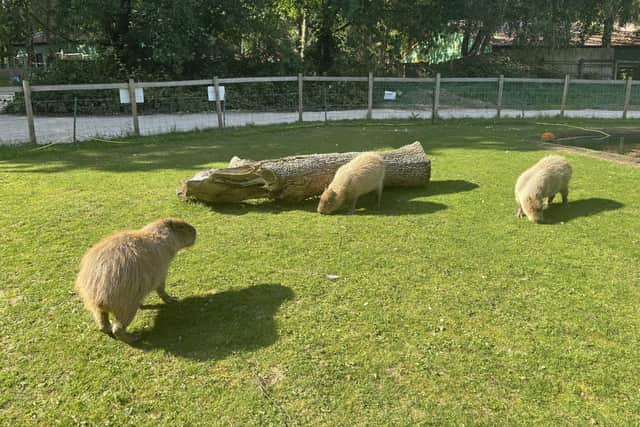 Wheelgate currently have three capybaras and having been running experiences with them since February.