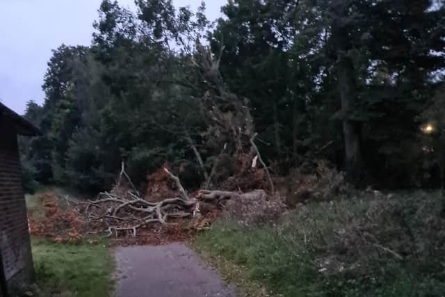 Tree fall Berry Hill Park - Picture Martin Killick
