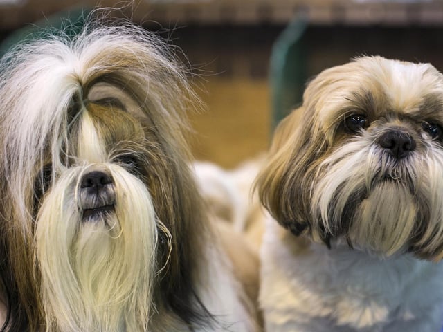 The Shih Tzu makes a great companion and house pet, with a lively and friendly attitude. They require minimal exercise and their long, luxurious coat can be kept in a “puppy cut” to keep maintenance easier.