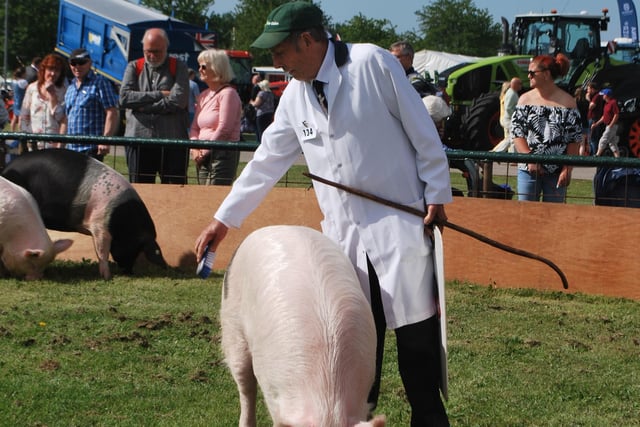 Brian Merry shows his middle white pig in the July Gilt Tradtional Gilts class