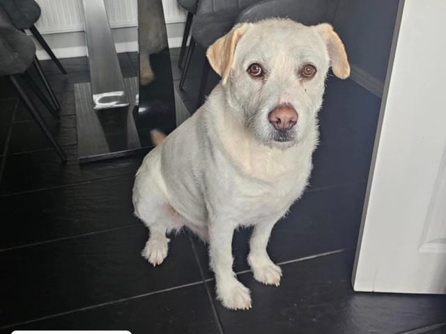 Casper is three-years-old and can live with children over 14. Casper has been in his current home since he was just six months old, but due to unforeseen circumstances, he’s now looking for a fresh start. This change has left him a bit unsure of himself, so he’s in need of a patient and confident handler who can provide the structure and routine he craves. Casper thrives with clear boundaries and a predictable schedule, helping him build confidence and feel secure.