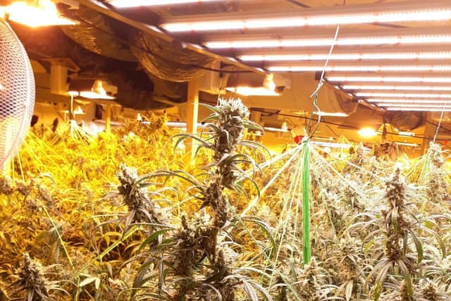A photo of the cultivation. Photo: Mansfield District Police