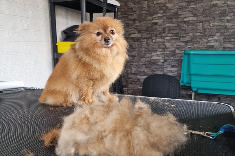 Prinny's Paws dog grooming service is a Mansfield business. Many readers could not recommend this place enough. Pictured is satisfied customer, Tilly, who had been in for a bath and trim. For more information, call Jenna on 07721 334943 or email jenga85@outlook.com